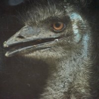 Эму :: Александр Леонов