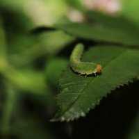 Гусеница :: Татьяна Салиева