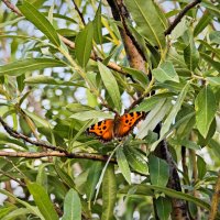 Лето... Бабочка :: Александр 