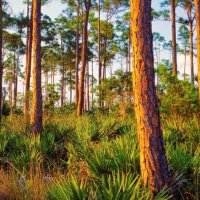 Просыпается и Лес ... :: Валерий Кокорев