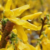 Форсайтия под дождем :: Александр Чеботарь