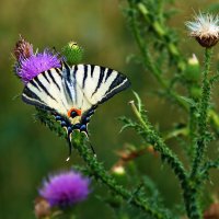 Парусник :: Олег Кабанец