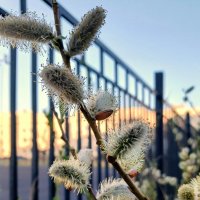 Природа в апреле :: Наталья Герасимова