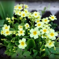 Нежность примулы :: Елена Сухорученкова