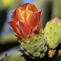 Опунция. :: Alexander Amromin