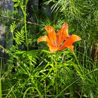 Лето... Цветок :: Александр 