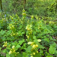 Яснотка зеленчуковая :: Tata Wolf