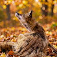 Опасность :: Александр Силинский