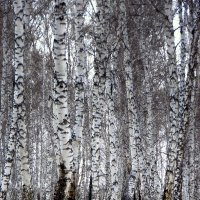 Апрель в берёзовом лесу. :: nadyasilyuk Вознюк