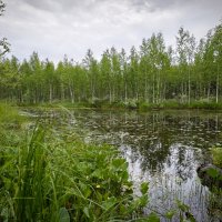 Пасмурный день у пруда :: Александр 