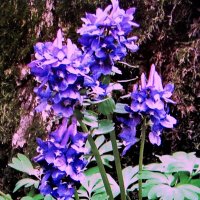 Хохлатка :: Людмила Смородинская