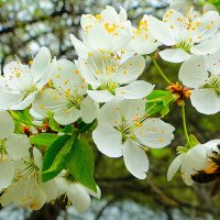 Весна! :: Марина Леонидовна