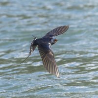 ласточка деревенская. :: юрий макаров