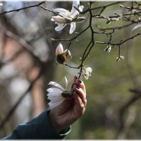 Прикоснуться к красоте :: ZNatasha -