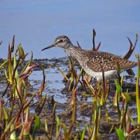 Фифи :: Valentina K