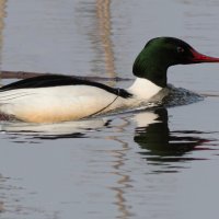 большой крохаль :: Георгий Бондаренко