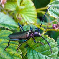 Усач мускусный :: Сергей Сомихин