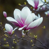 Цветное настроение ... :: Ravile 