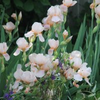 ИРИСОВАЯ СВЕЖЕСТЬ ЛЕТА... :: Валентина 