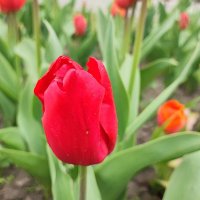 ,,, :: Сергей Тимоновский