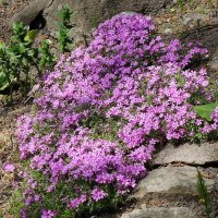 Флокс шиловидный :: Рита Симонова