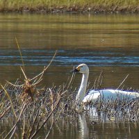 малый или тундровой лебедь :: gawrilа - dan