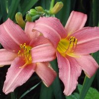 Лилейники :: Freddy 97