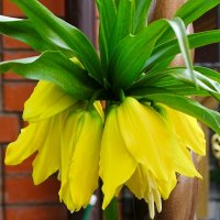 Рябчик императорский. :: Милешкин Владимир Алексеевич 