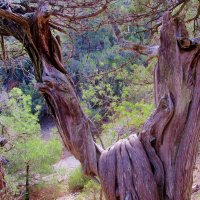 .. ствол   реликтового можжевельника... :: galalog galalog