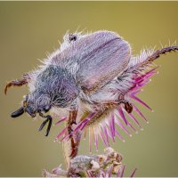 Жук Hemichaetoplia gossypiata вид жука из семейства Rutelidae. :: Александр Григорьев