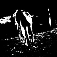 ФОТОГРАФИКА Последний друг :: Алексей Кузнецов