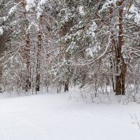 Весенне-зимняя природа :: Александр Синдерёв