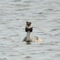 чомга :: ИННА ПОРОХОВА