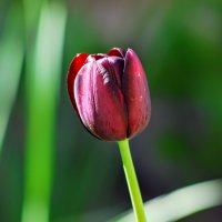 Весеннее. :: Владимир 