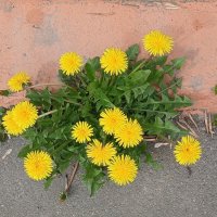 Добрые духи земли :: Наталья Герасимова