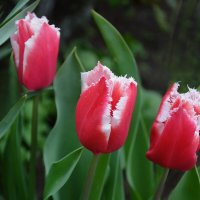 Алые тюльпаны с белой бахромой... :: Надежда Куркина 