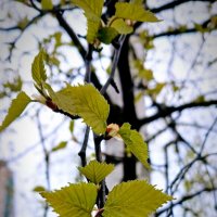 Апрель :: Наталья Герасимова