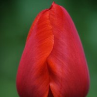 Тюльпан живёт недолго, но он живёт на полную мощь. :: александр 