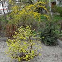 Наша весна в апреле :: Татьяна Машошина