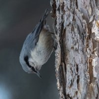 Поползень :: Виктор Иванович Чернюк