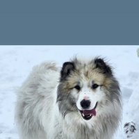 Сеня: верный друг Крайнего Севера. :: Татьяна Чаброва