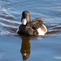 Хохлатая чернеть (хохлатый нырок) :: Владимир Лазарев