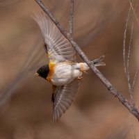 Вьюрок :: Сергей Флетчер