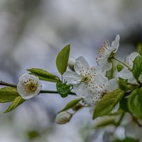 ,,, :: Николай 