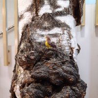 Музей "Травы Байкала" в Иркутске :: Галина Минчук