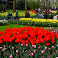 Королевство цветов(серия) :: Владимир Манкер