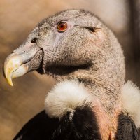 КОНДОР :: Аркадий Лаптенко