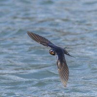 ласточка деревенская. :: юрий макаров