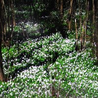 Красота в лесу :: Людмила Смородинская