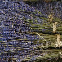 Лаванда.... :: Алёна Савина